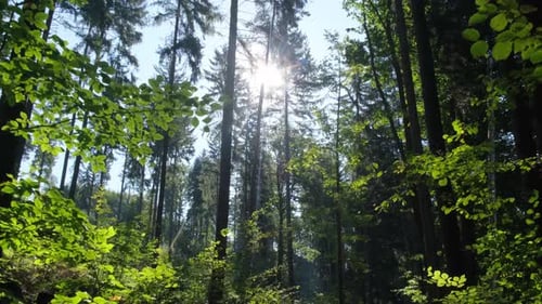 Spectacular Landscape of Nature's Treefilled Forest with Sunlight Filtering