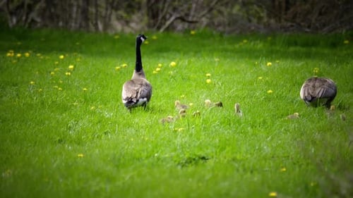 Canada Geese with Goslings Walking on Green Grass Field with Dandelions Canada