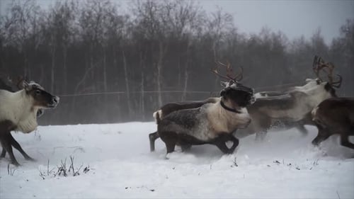 Reindeer Herd Running Through Snowy Winter Field