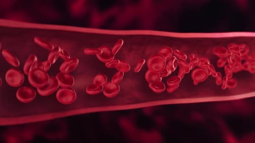 Red Blood Cells Flowing in Blood Vessel Medical Animation