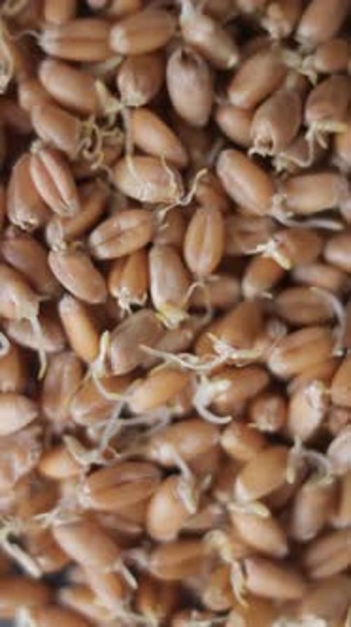 Background of Germinated Wheat Grains Rotates Close Up Top View Vertical Video