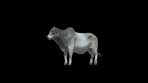 Boucle de kick-loop Brahman Cow