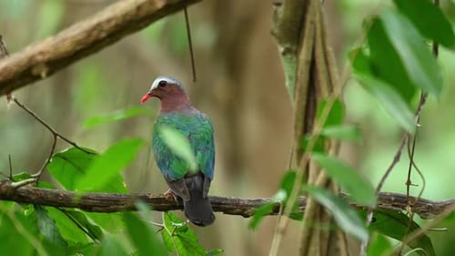 Asian common dove, Chalcophaps Indica; perching on tree branch, turning its head around and display
