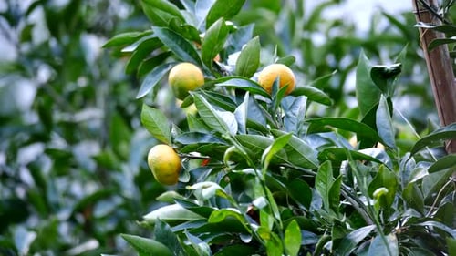 Close-up of fresh mandarin oranges growing on a tree in a sunny garden.
