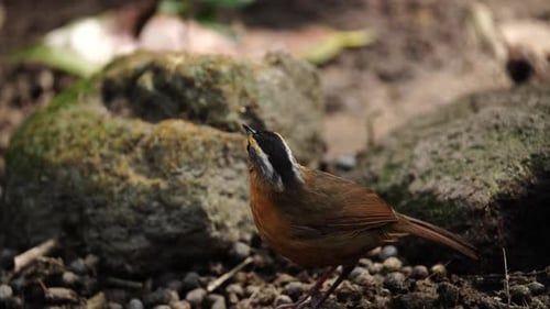 Rufous-naped Laughingthrush Foraging