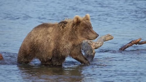 Brown Bear in River