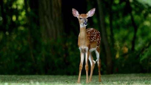 Young Deer Standing Alert in Grassy Wooded Area