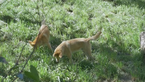 Two Dingoes Foraging in a Grassy Field
