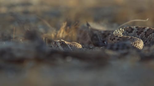 View of a rattlesnake in the desert hiding as someone approaches. See the shadow of a hiker approach