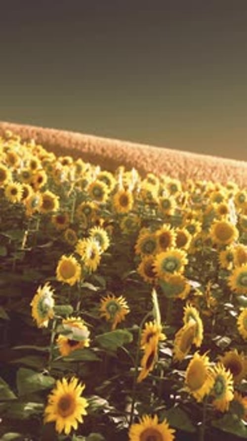 Field of Blooming Sunflowers on a Background Sunset