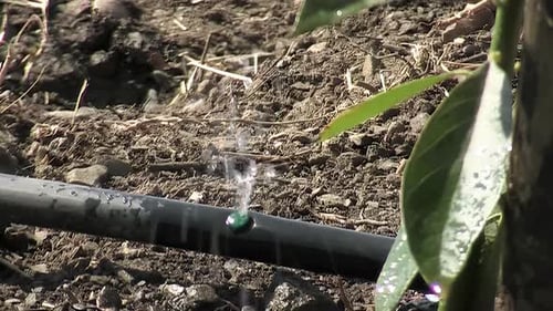 Drip Irrigation