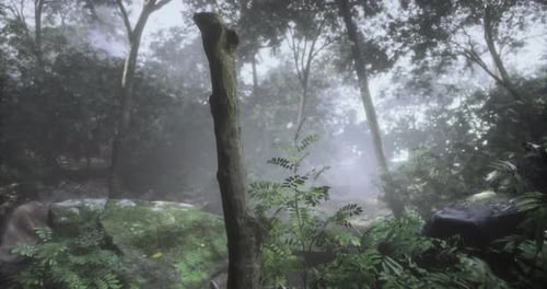 Misty Forest with Lush Greenery and Soft Sunlight Filtering Through