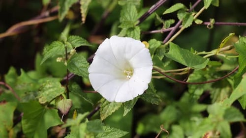 Sea of flowers with insects: liveliness of nature