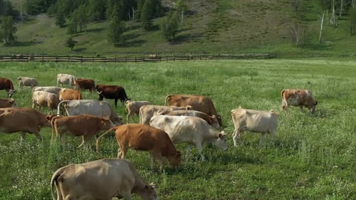 Herd of Cows Peacefully Grazing in a Vibrant Green Field Under a Sunny Sky
