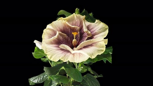 White-Purple Hibiscus Flower Blooming Time-Lapse