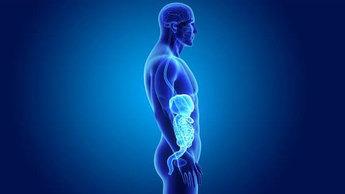Animated 3D Human Digestive System Medical Science