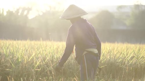 Farmer Cutting Grain in a Sunny Rural Field