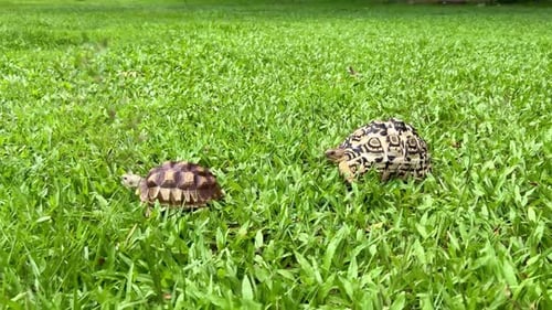 Tortoise. World Animal Day.