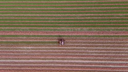 Aerial View: Topping Pink Tulips in the Flower Fields. Topdown shot