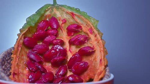 Bitter Melon with Red Seeds Slowly Approaches the Camera. (Momordica Charantia)
