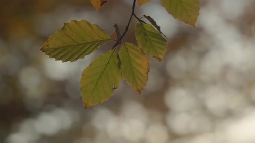 Golden Leaves Gently Swaying in Breeze