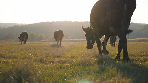Cows Walking Through Big Field with Beautiful Countryside Landscape at Background Herd of Cattle
