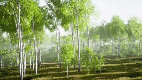 Spring in the Birch Grove Forest