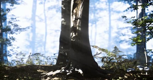 Sunlight Filtering Through Trees in a Serene Forest Setting