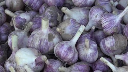 Garlic