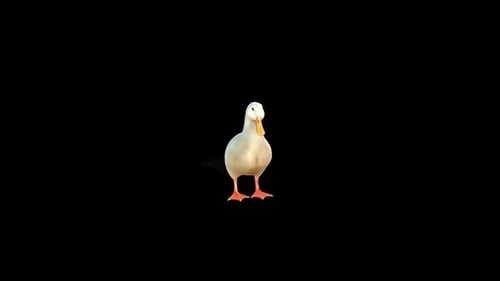 3D Animated White Duck with Subtle Head Movement