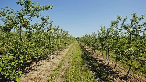Perspective View of Rows of Young Trees Growing on Rural Plantation Under Bright Blue Sky