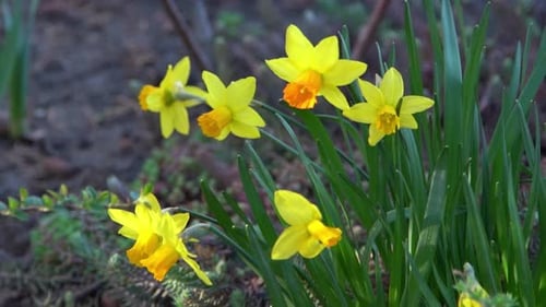 Yellow Daffodil Flowers in a Spring Flower Bed in the Garden
