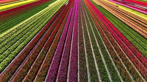 Vibrant Tulip Fields in Flevoland Netherlands During Spring Bloom
