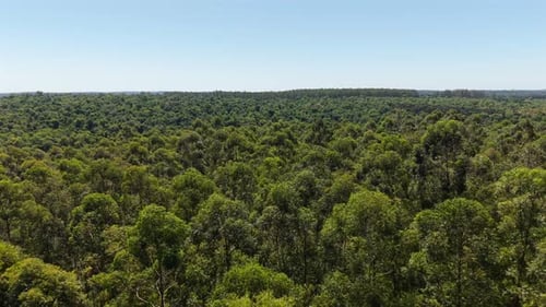 Lush Green Forest Canopy Aerial View on Sunny Day