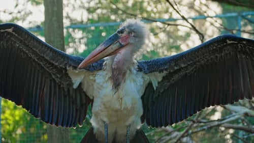 Eine Nahaufnahme eines Marabu-Vogels, der mit seinen riesigen Flügeln schlägt