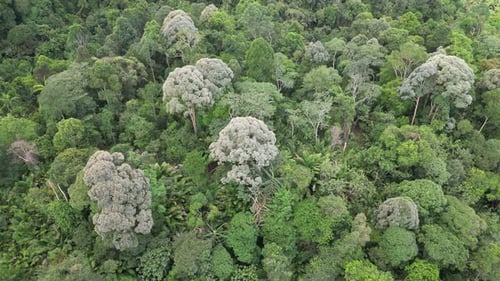 Aerial fly over Malaysia tropical rainforest