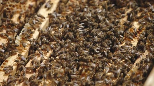 Huge swarm of bees crawling over the frames in beehive. Bees busy at their work. Close up.