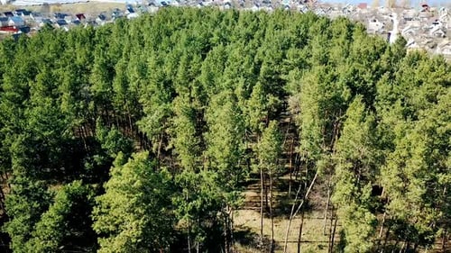 Beautiful view of green forest with pine trees near the rural place with a lot of small houses.