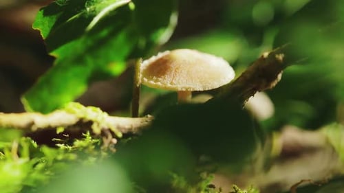 Single mushroom in the forest close-up