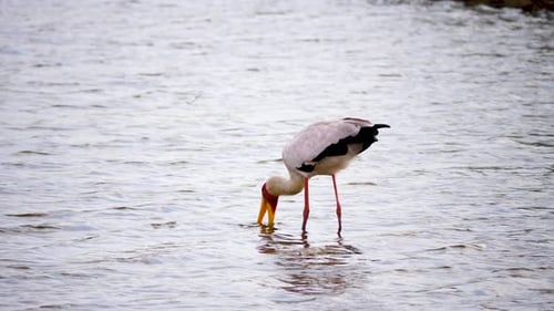 Yellow-Billed Stork Foraging in Rippling Water