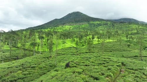 Aerial view of tea plantation in a foggy morning in Indonesia