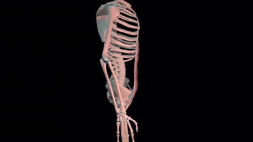 Human skeleton showing psoas major muscle movement in 4k resolution