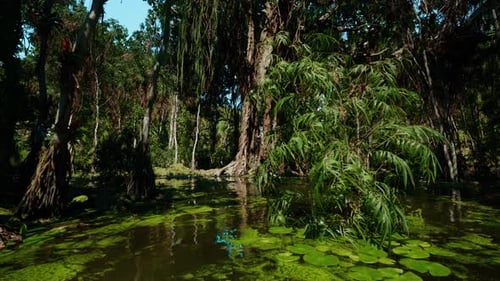 Tige de cyprès géante dépassant d'une surface d'eau peu profonde et tranquille