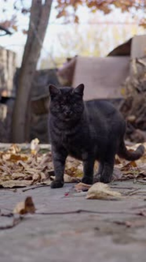Black Cat Standing Outdoors on Cracked Surface