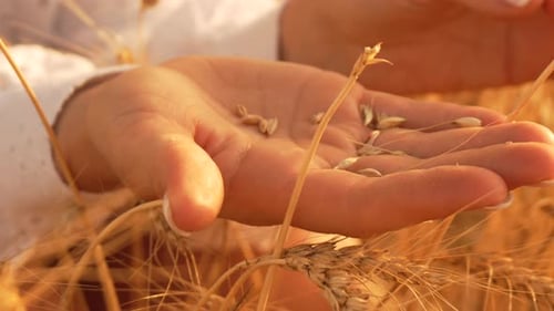 Closeup of a Hand Holding Wheat Stalks in a Field