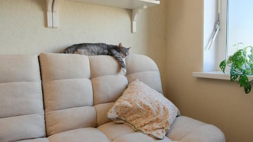 Lazy Tabby Cat Resting Comfortably on Couch