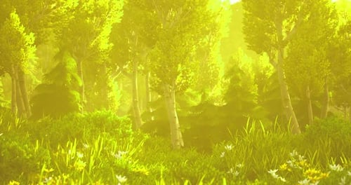 Lush Forest with Sunlight Filtering Through Trees During Golden Hour