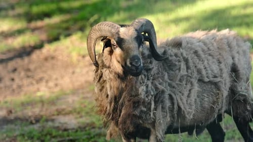 Domestic Ram on the Farm