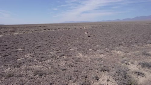 Deux gazelles fuient un Drone