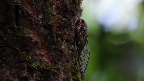 Large Cicada Clings to Mossy Tree